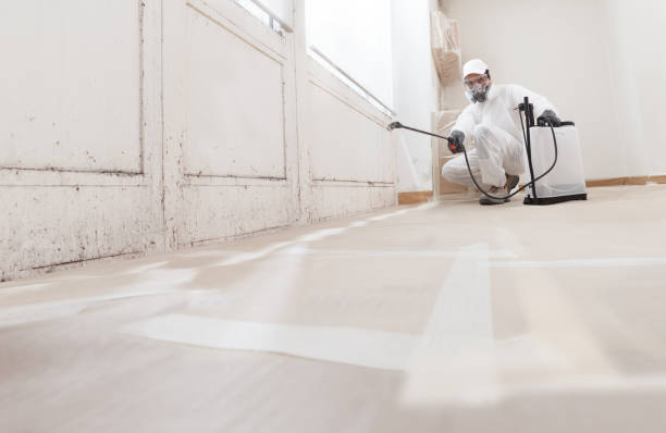 Black mold remediation team in Mattawan